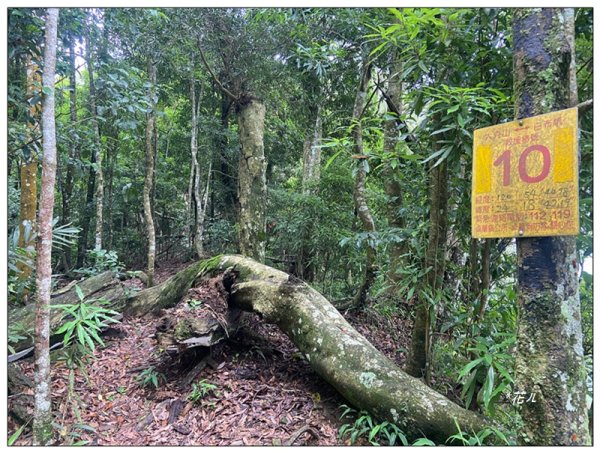 大克山 南稜線A上B下 (卓蘭最高峰)2825479