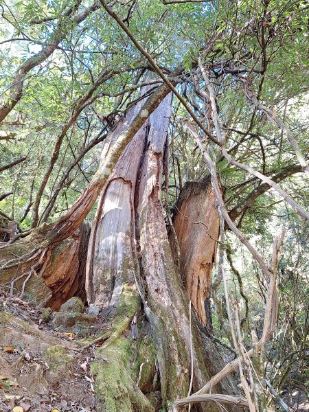 石山引水道202512112959579