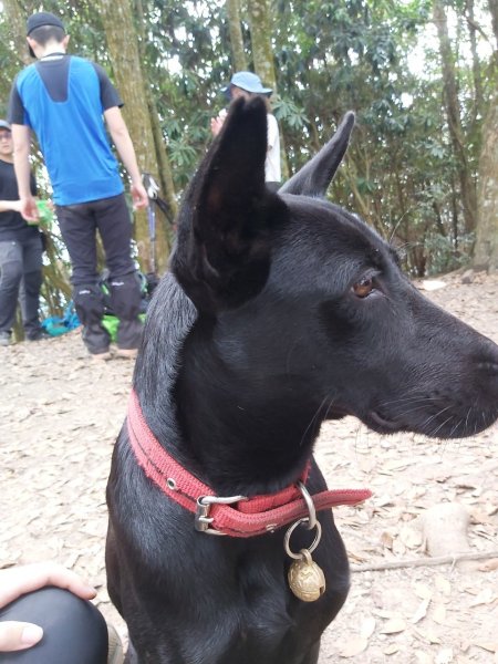 谷關七雄-白毛山2888272