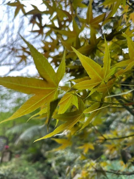 楓樹湖古道、天元宮2809331
