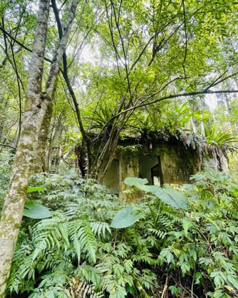 烏來阿玉溪山/西坑林道/探勘派出護管所彈藥庫遺址至獅坑橋2582029