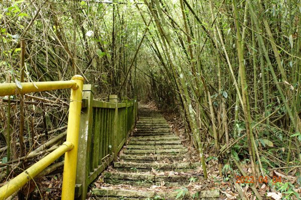 嘉義 番路 烏心石山1665793