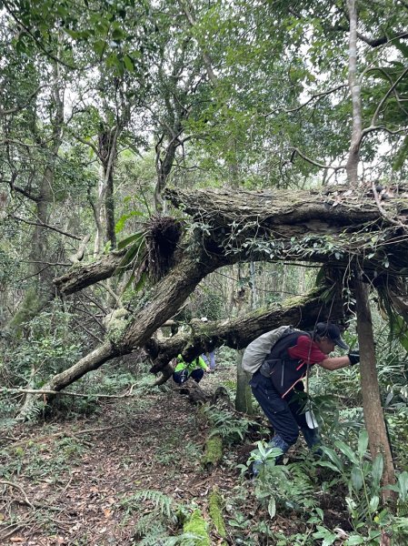 九芎根山-仁里板山2968828