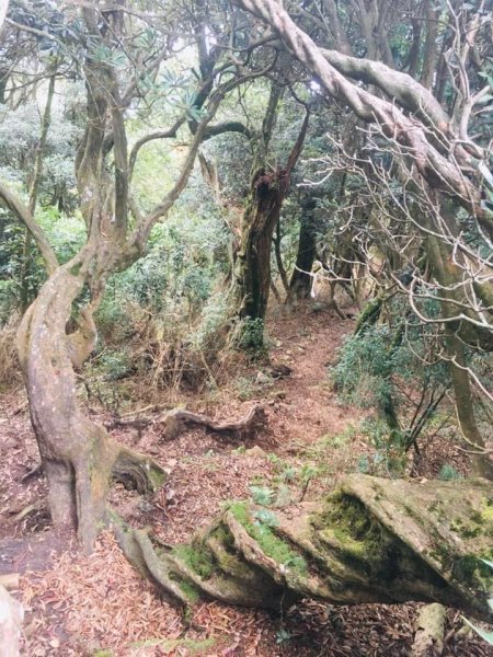 無名山、大坪山、加里山8字走、雲海看到飽1924834