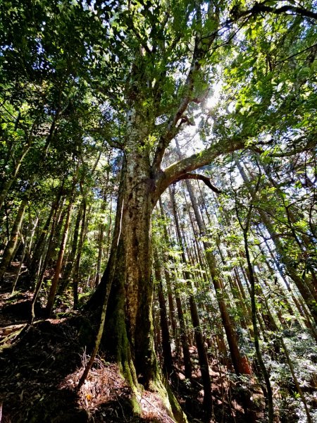 油羅山-2025森遊竹縣皮皮獅探險隊2910094