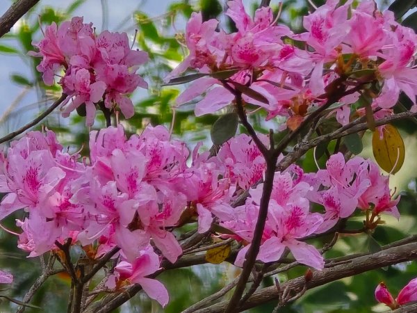 谷關松鶴橋對面的德芙蘭生態步道順登東卯山西南峰2748328