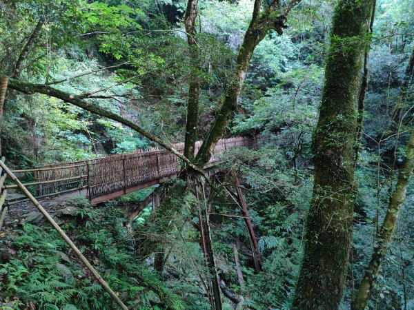 司馬庫斯神木群（西丘斯山、雪白山、東泰野寒山）2203604