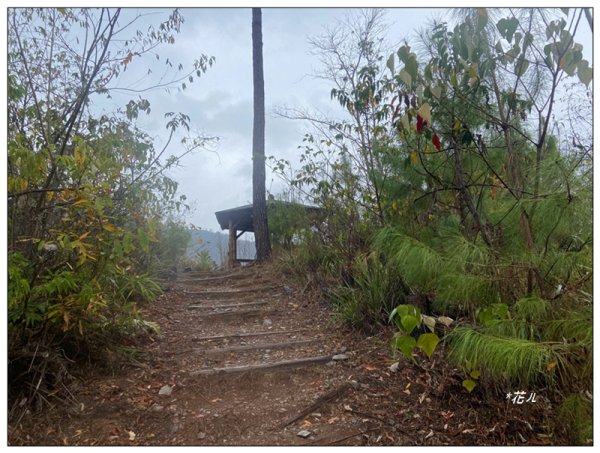 惠蓀林場 杜鵑嶺 O遶一圈3010278