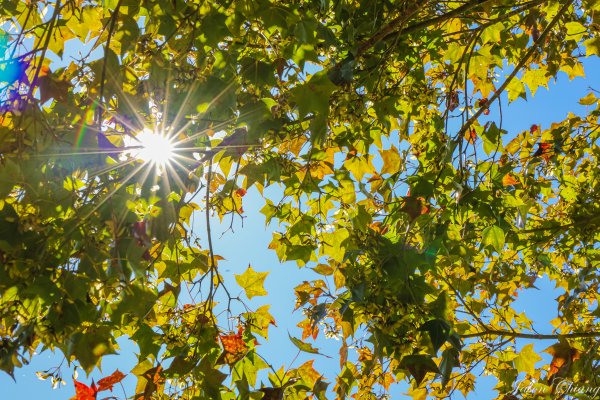 [苗栗]馬那邦山2355178