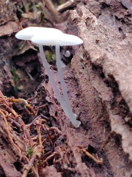 關刀山西峰 關刀山 關刀山東峰 西關刀山北峰 西關刀山北北峰2891019