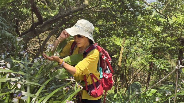 2025桐花大爆發，台灣最大的賞桐花景點，土城桐花公園、天上山及火焰山的桐花大爆發2776458