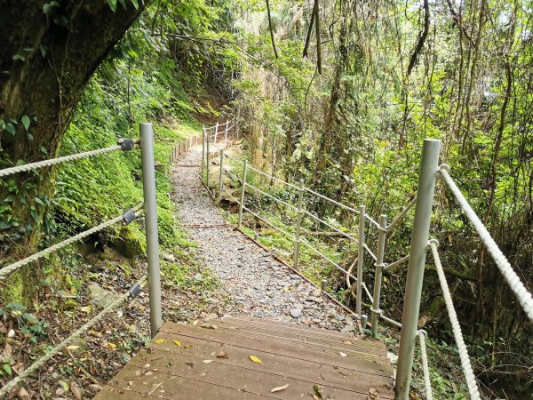 梨山希利克步道-泰雅族占卜靈鳥-繡眼畫眉1049491