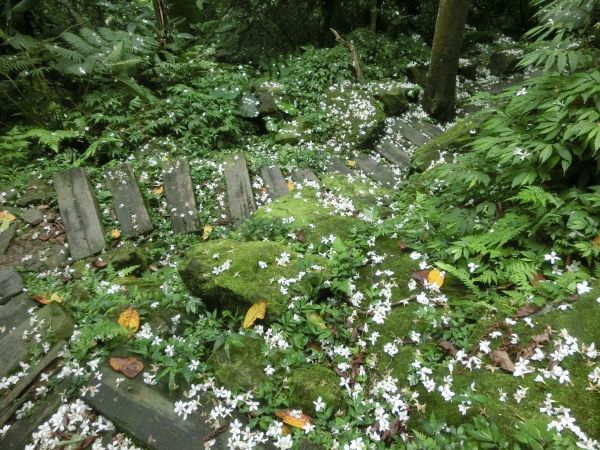 承天禪寺．天上山．桐花公園123458