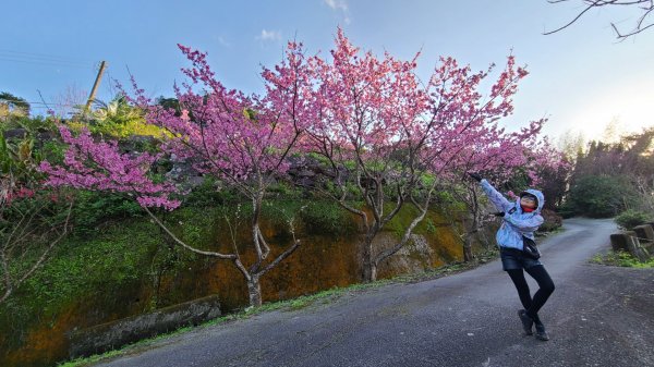 遇上櫻花季的直潭山1252773
