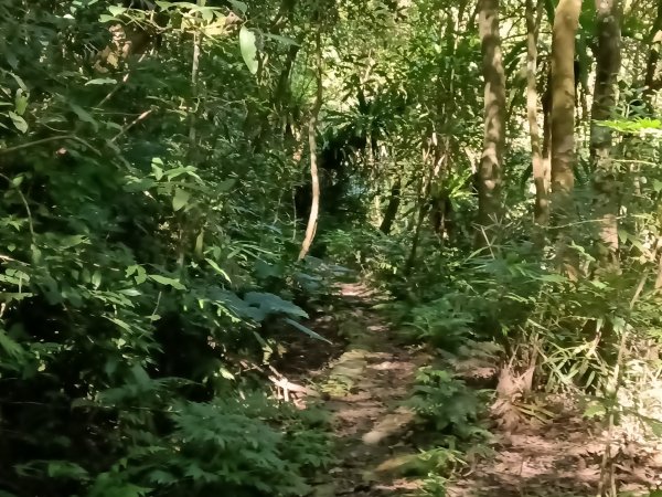 坪林區南闊瀨行(枋山坑古道+枋山坑崙+闊瀨越嶺保甲路O型)2916755