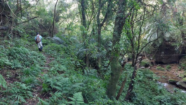 蛇來運轉之蛇年爬蛇山  蛇子形古道-三爪子坑山-蛇子崙山O型2783959