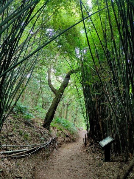 2023/7/13［陽明山賞花賞瀑行］（湖山，橫嶺，半嶺，松溪）2228572