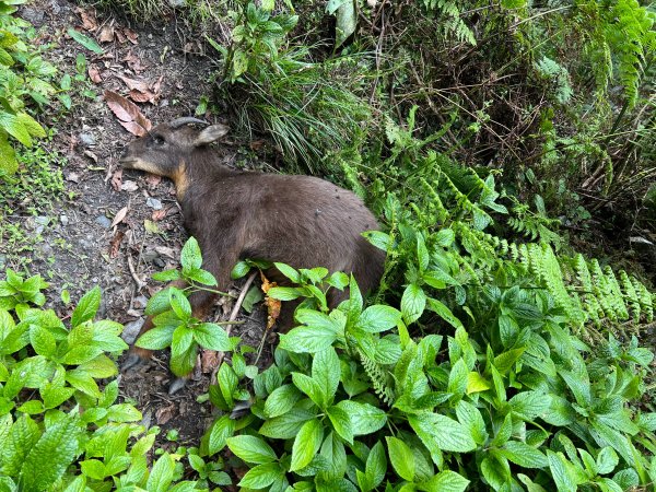 【駒盆西稜上馬博下嘆息灣D6】玉林橋、中平林道2444753