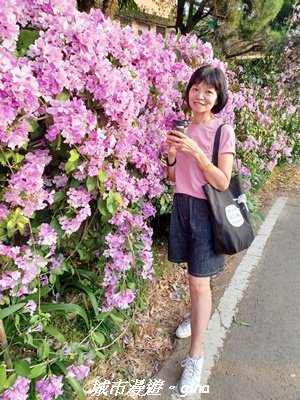 【苗栗】賞花趣~銅鑼杭菊x通霄蒜香藤花廊2945988