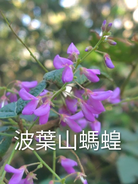 關頭山 舊武界越山 巴蘭山2892112