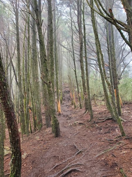 郡大碰碰車952501