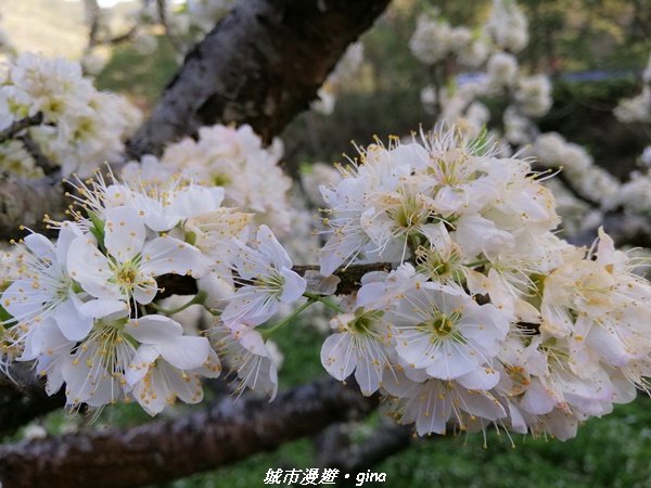 手腳並用之虎山行。 水雲三星~虎山步道1300665