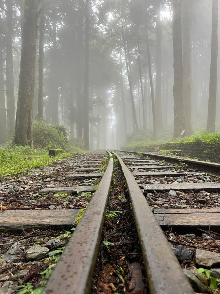 阿里山水山巨木步道2290654