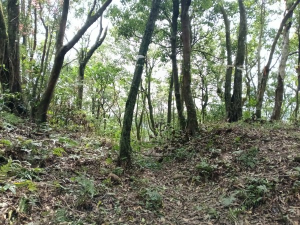 雙溪區打鐵寮山-鶯子嶺-坪溪山-烏山63號-烏山越嶺古道(坪溪山北峰)P字走3023727