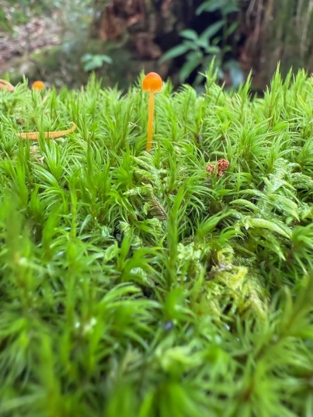 鹿屈山-杉林溪賞花趣2816485