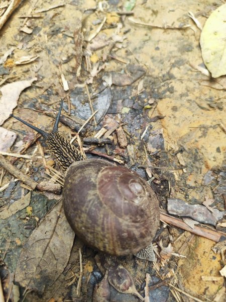 微笑山線鳶山山系2844421