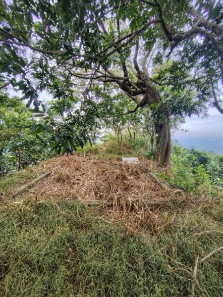 大棟山系南段 水利古道西口 上 竹高崙山 連走 鳥子嶺 坑仔內山 大崖山 下 龍目井農場2953163