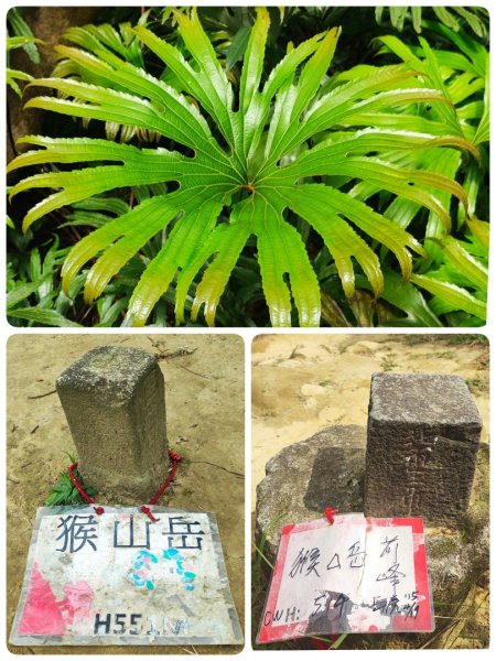 指南宮-猴山岳-砲子崙瀑布-深坑老街
