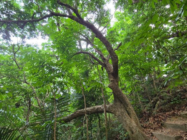 新化林場後山步道2776951