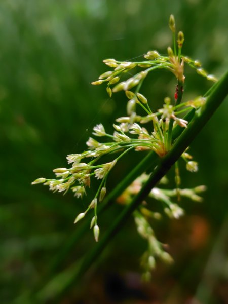 稍來小雪山國家步道、船型山、鞍馬山、鞍馬山東北峰、天池、雪山神木2799680