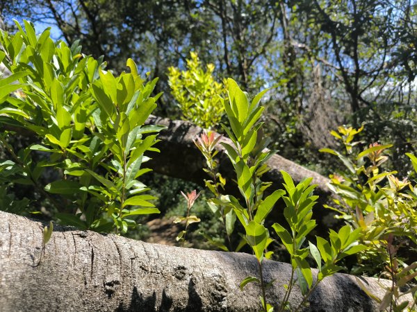 20251004微笑山線：【二格山系】筆架連峰段2904510