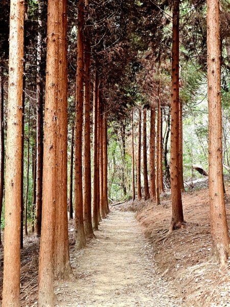 司馬庫斯神木群步道及櫻花季-(新竹)臺灣百大必訪步道3007792