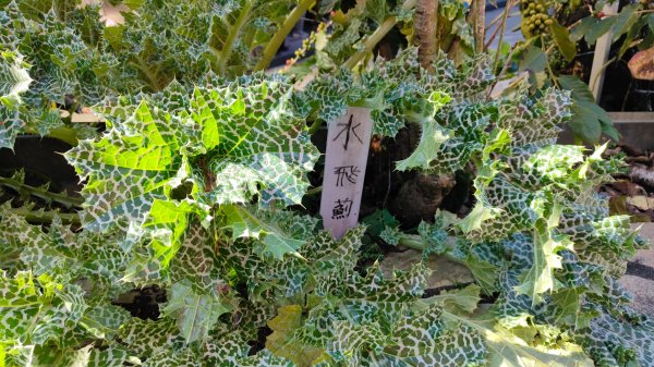 南投草坪頭2714122