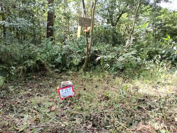 雙溪區東內平林山+上平林山+平林山去回2952456