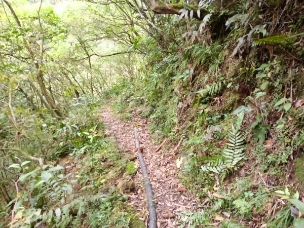 雙溪區打鐵寮山-鶯子嶺-坪溪山-烏山63號-烏山越嶺古道(坪溪山北峰)P字走3023790