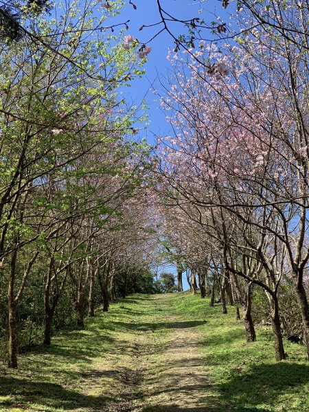 【中級山】外鳥嘴山、櫻花下啟程，盡覽石門風光1639934