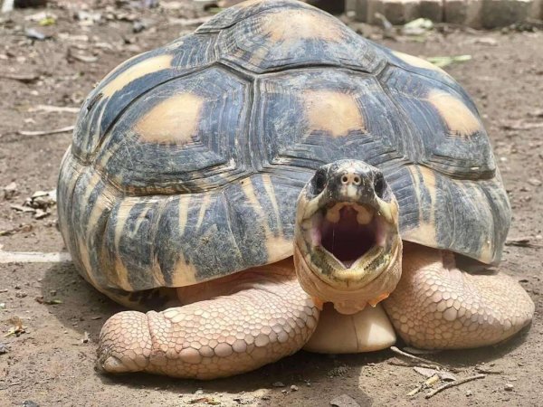 【保育】5/23世界烏龜日 「龜」宿壽山動物園 「龜」密日常大公開 守護龜龜就是要「龜剛欸」