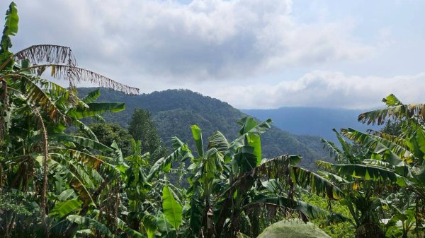 20260308內灣三山(內灣山-麥樹仁山南峰-麥樹仁山-舊砲台山-加那排山-白石湖山)3013426