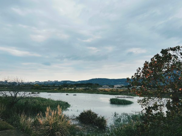 2023 臺北大縱走 8：捷運關渡站至華江雁鴨自然公園(上)2079501