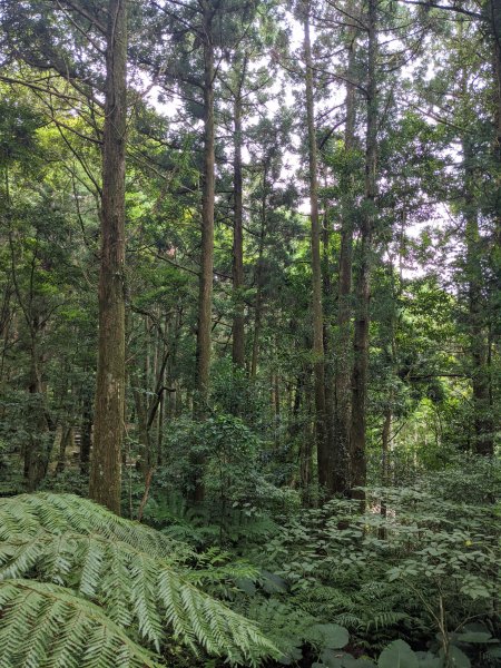 東眼山國家森林遊樂區1056011