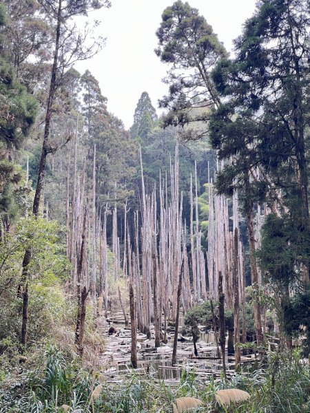 小百岳-金柑樹山2717262