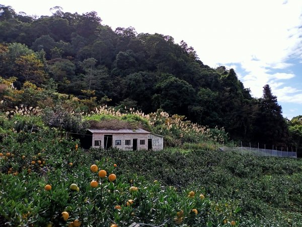 【臺灣百大必訪步道】苗栗馬那邦山登山步道1207735