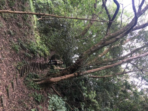 仙山（靈洞宮、協靈宮2723181