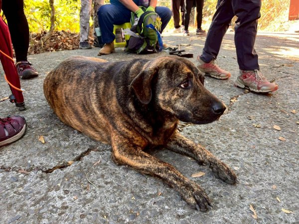 🌈1/4(日)來趣梅嶺~竹子尖山-獵鷹尖-一線天~梅子雞風味餐✨FB：熊熊趴爬走🌈2976848