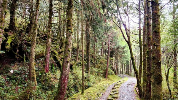 太平山山毛櫸國家步道，翠峰湖環山步道，茅埔城古道，三清宮步道，梅花湖環湖步道，龍泉步道1900687