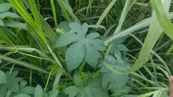 內樹尾、田中**山2708946